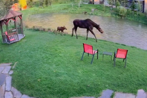 Inn on the Creek - Jackson Hole B&B